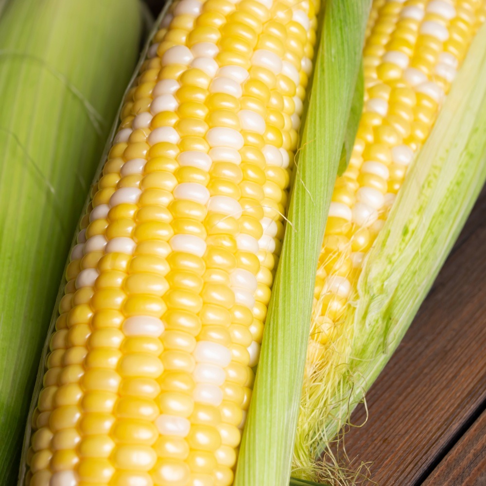 Honey and Cream Sweet Corn Seeds