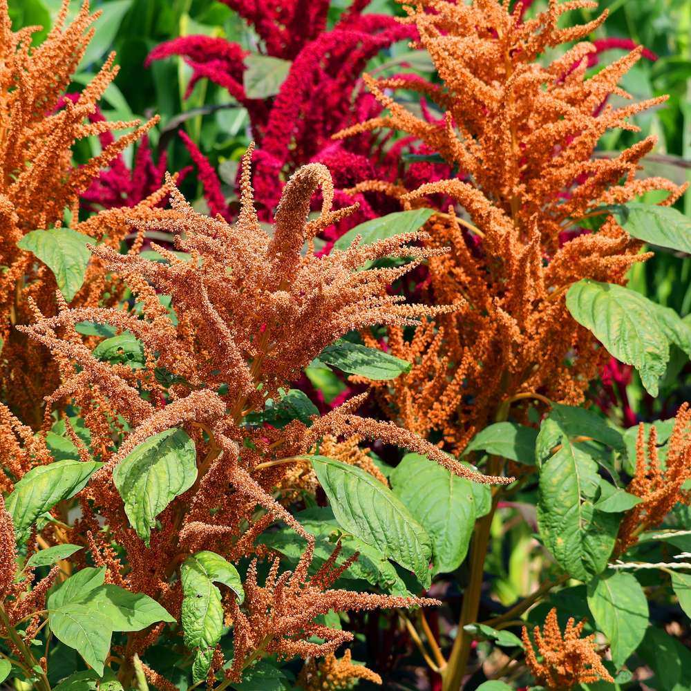 Botanical Interests Love-Lies-Bleeding Amaranth Seeds - Thumbnail 2