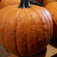 Howden Pumpkin Seeds