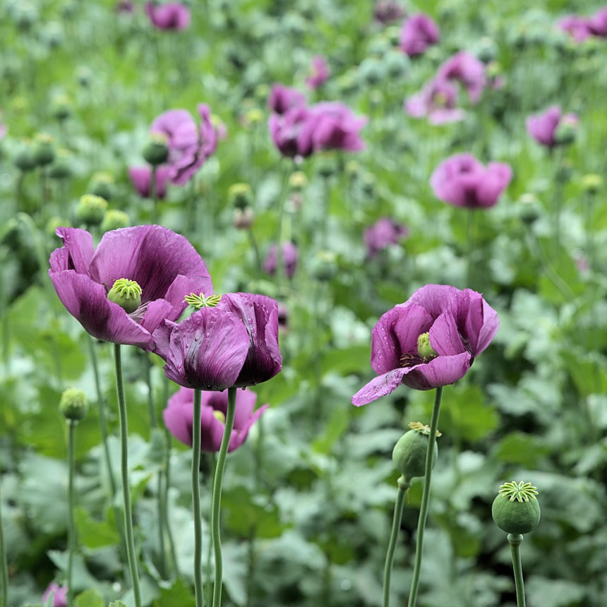 poppy seed flower images Hungarian Blue Bread Seed Poppy Seeds