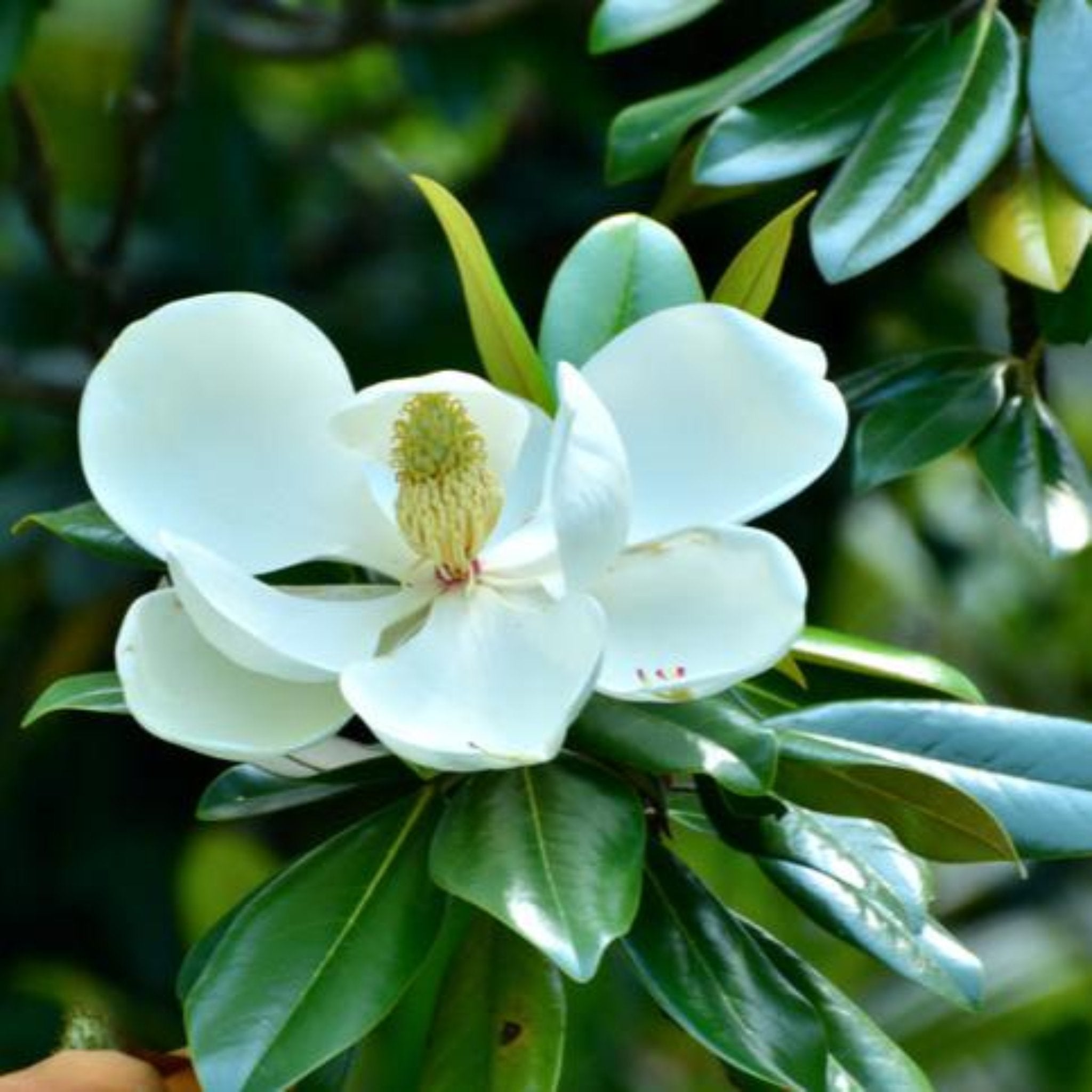Botanical Interests Teddy Bear Southern Magnolia - Thumbnail 3