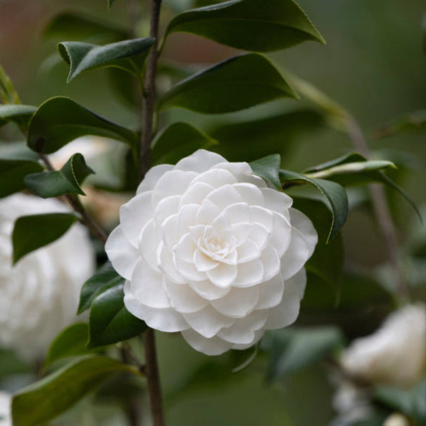seafoam plant seeds Sea Foam Camellia