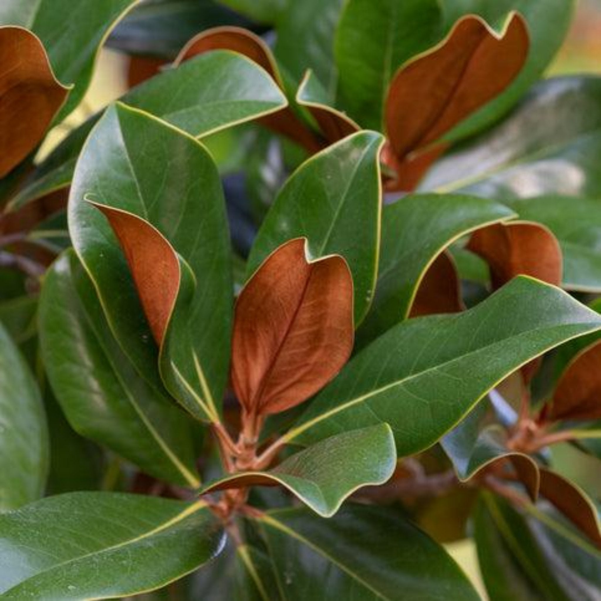 Botanical Interests Teddy Bear Southern Magnolia - Thumbnail 2