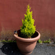 Wilma Goldcrest Lemon Cypress