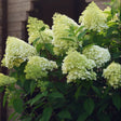 Limelight Hydrangea Tree