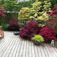 Red Dragon Japanese Maple Tree
