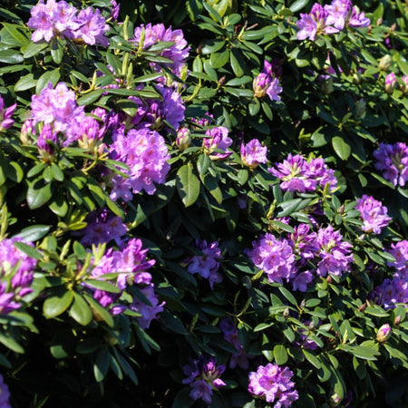 Boursault Catawba Rhododendron – Botanical Interests