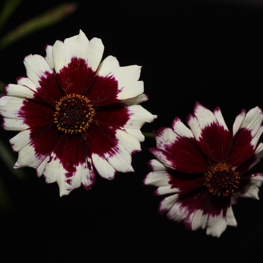 Incredible! Swirl Coreopsis Seeds