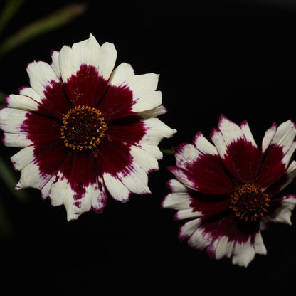 Incredible! Swirl Coreopsis Seeds
