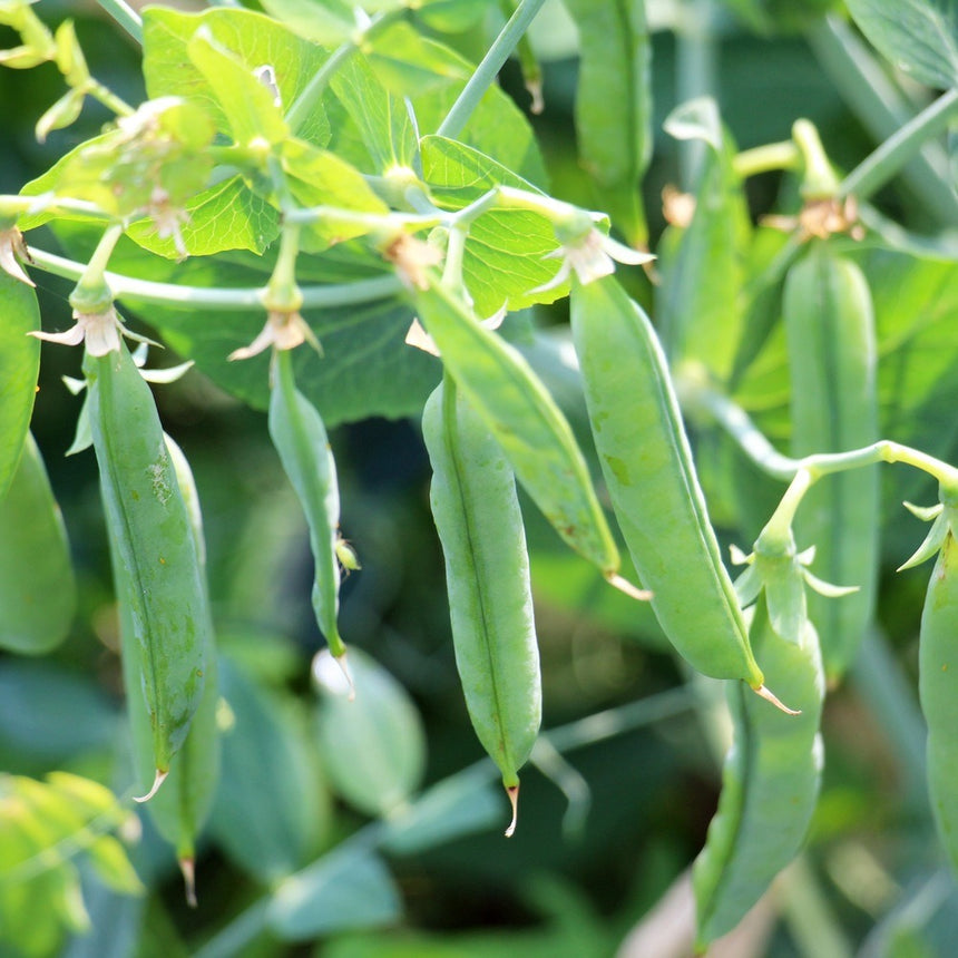 a pea plant that has round seeds Iona Shelling Petite Pea Seeds – Botanical Interests