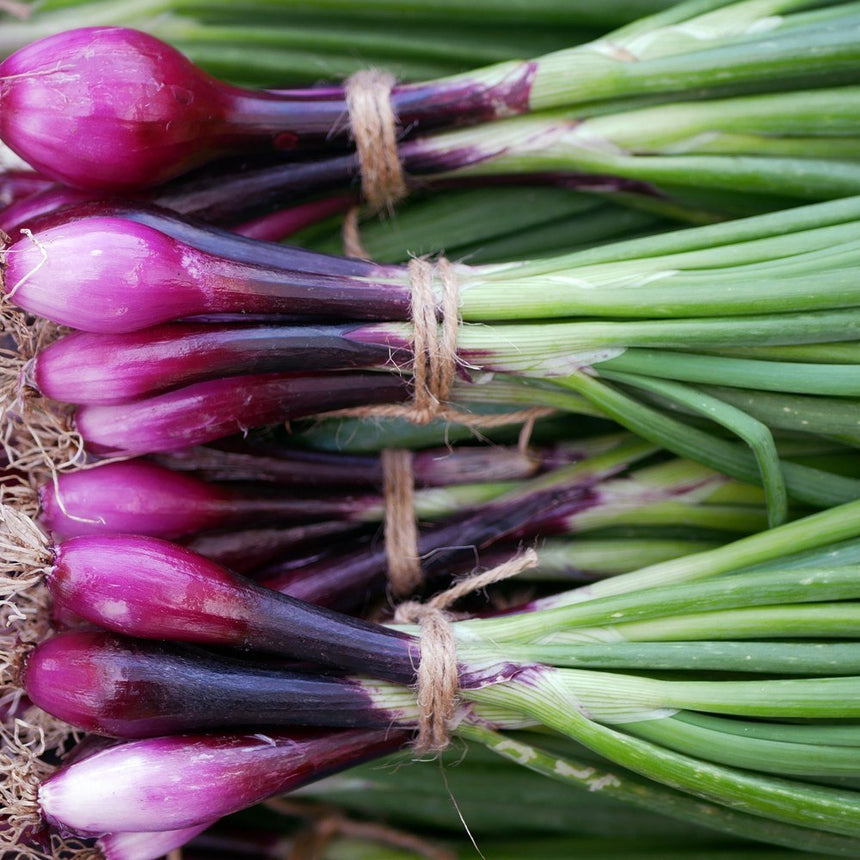 scallion flower seeds Italian Red of Florence Bunching/Scallion Onion Seeds – Botanical Interests