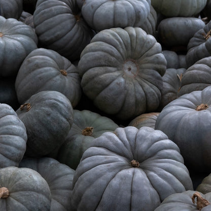 Jarrahdale Pumpkin Seeds