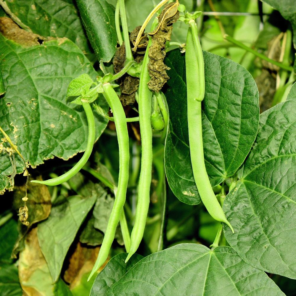 Botanical Interests Kentucky Wonder Pole Bean Seeds - Thumbnail 3