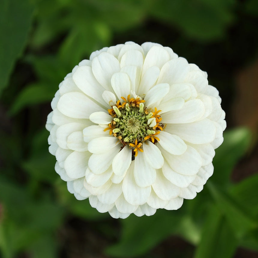 Key Lime Pie Blend Zinnia Seeds