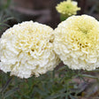 Kilimanjaro White African Marigold Seeds