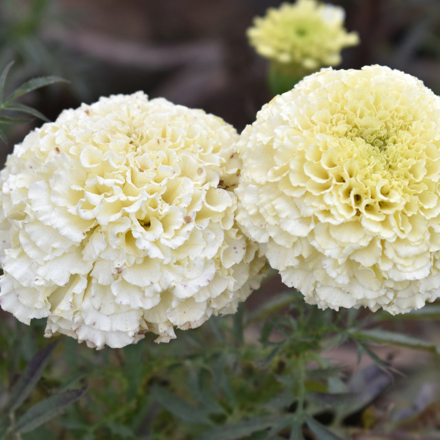 kilimanjaro white african marigold seeds Kilimanjaro White African Marigold Seeds