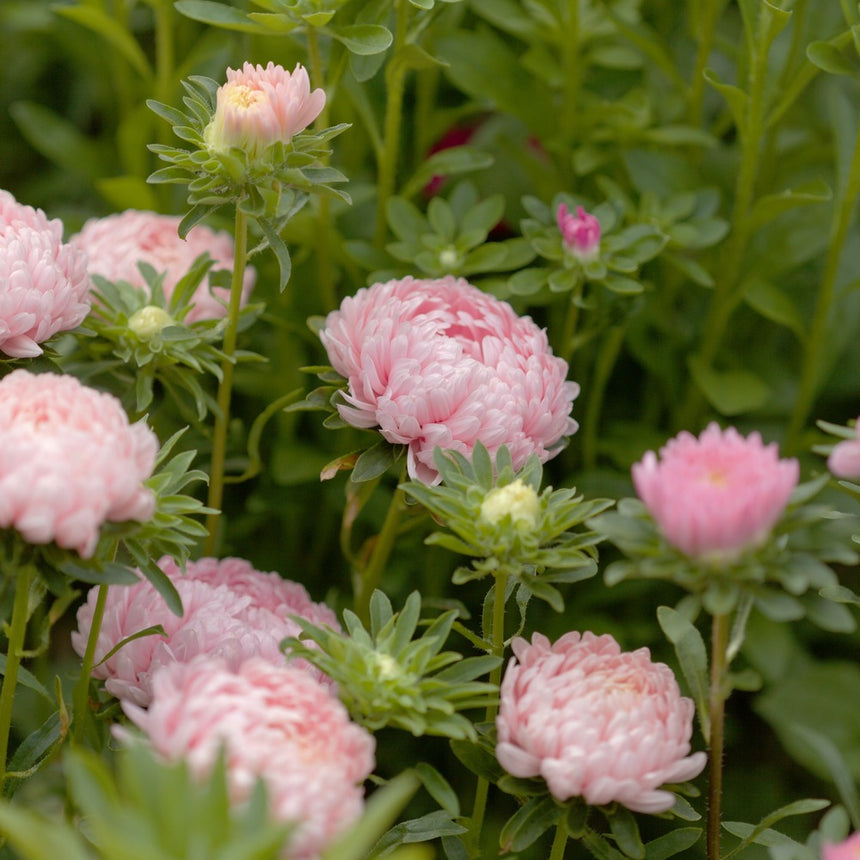 best time to plant aster seeds King Size Apricot Aster Seeds