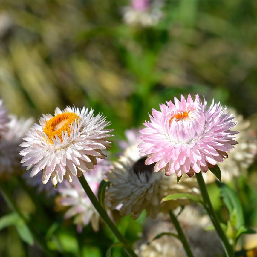straw flower seeds King Size Silvery Rose Strawflower Seeds