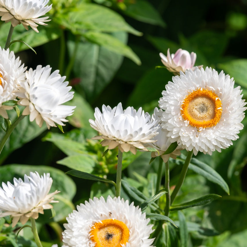 white flower seeds King Size Silvery White Strawflower Seeds