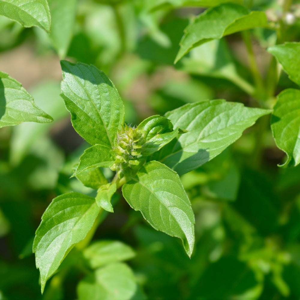 Botanical Interests Lemon Basil Seeds - Thumbnail 2