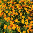 Lemon & Tangerine Gems Signet Marigold Seeds
