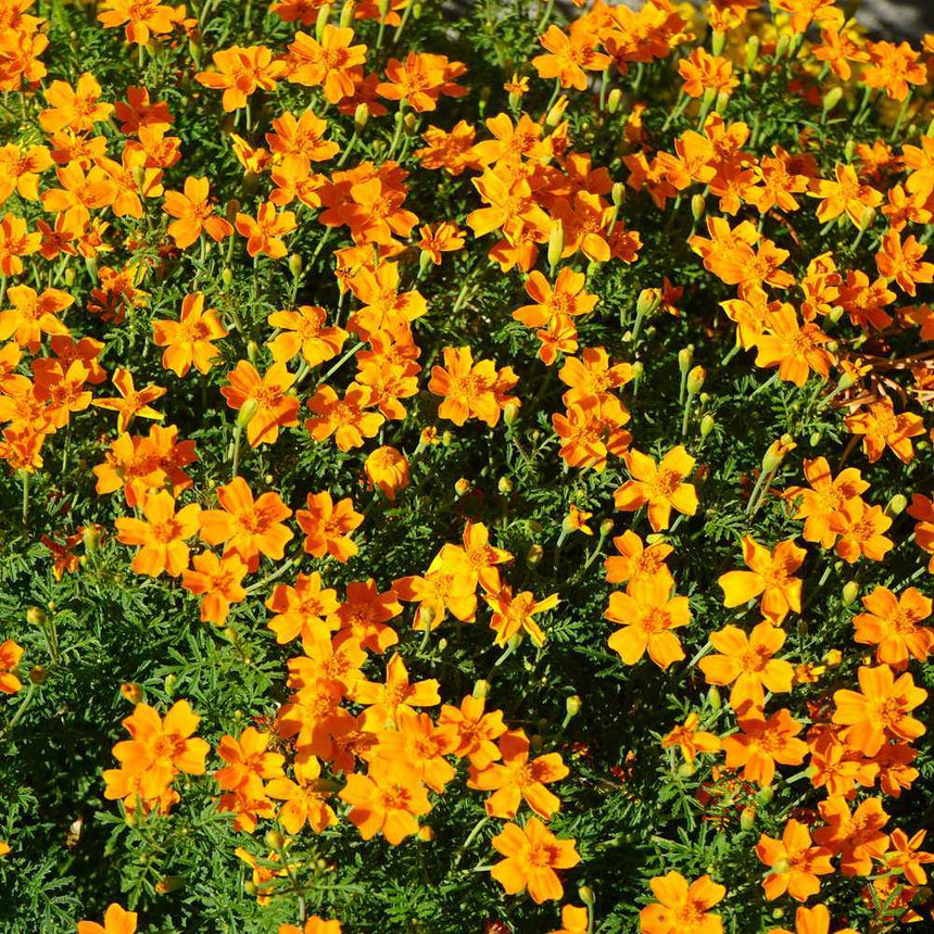 Lemon & Tangerine Gems Signet Marigold Seeds