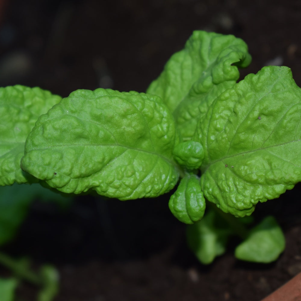 Botanical Interests Basil Lettuce Leaf - Thumbnail 3