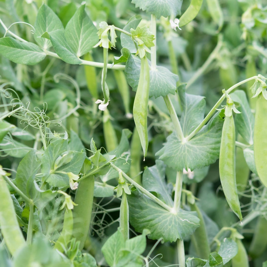 Little Marvel Petite Shelling Pea Seeds