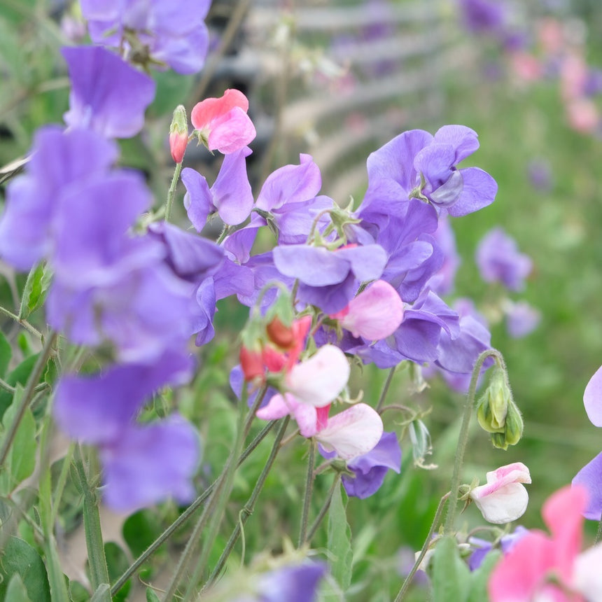 sweet pea seeds from plant Little Sweetheart Sweet Pea Seeds – Botanical Interests