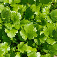 Long Standing Santo Cilantro/Coriander Seeds