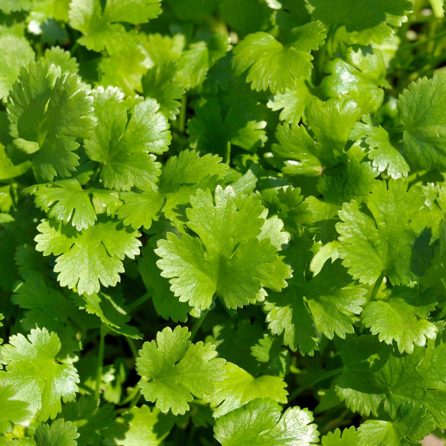 Cilantro Height Long Standing Santo Cilantro/Coriander Seeds – Botanical Interests