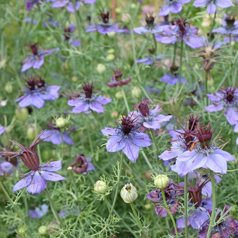 Love-In-A-Mist Delft Blue
