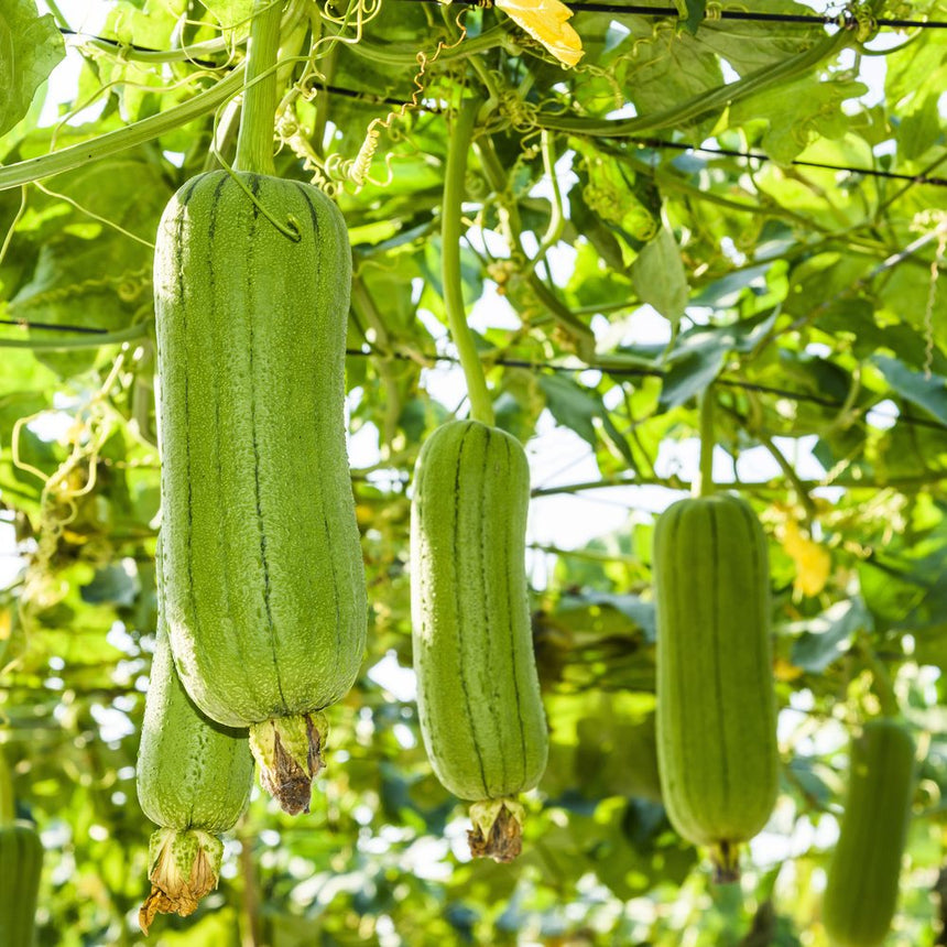 plant luffa seeds Luffa Gourd Seeds – Botanical Interests