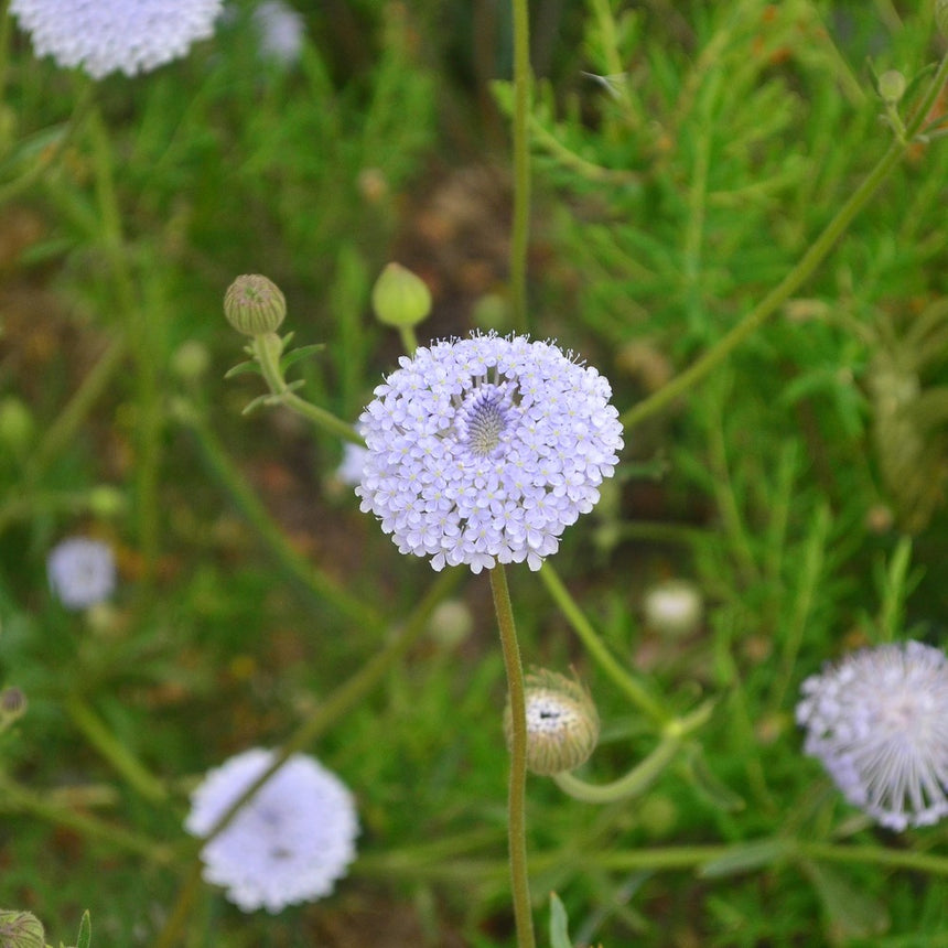 blue lace flower seeds Madonna Blend Lace Flower Seeds
