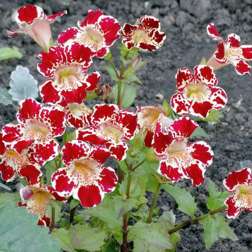 magic flower seeds Magic Mix Monkey Flower Seeds