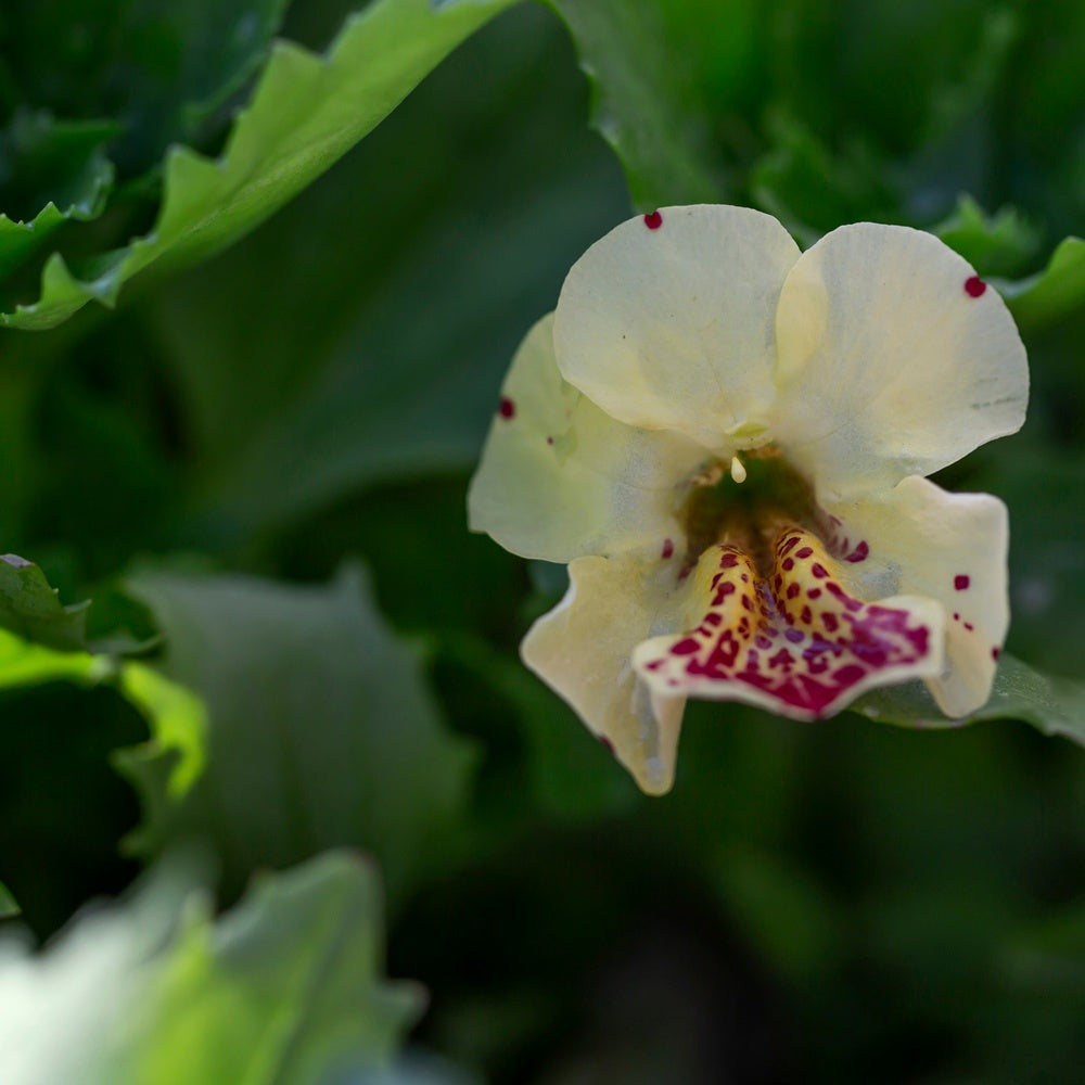 Magic Mix Monkey Flower Seeds – Botanical Interests