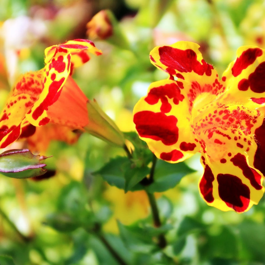 flower plant seeds near me Magic Mix Monkey Flower Seeds