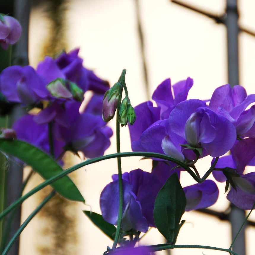 blue pea plant seeds Mammoth Navy Blue Sweet Pea Seeds