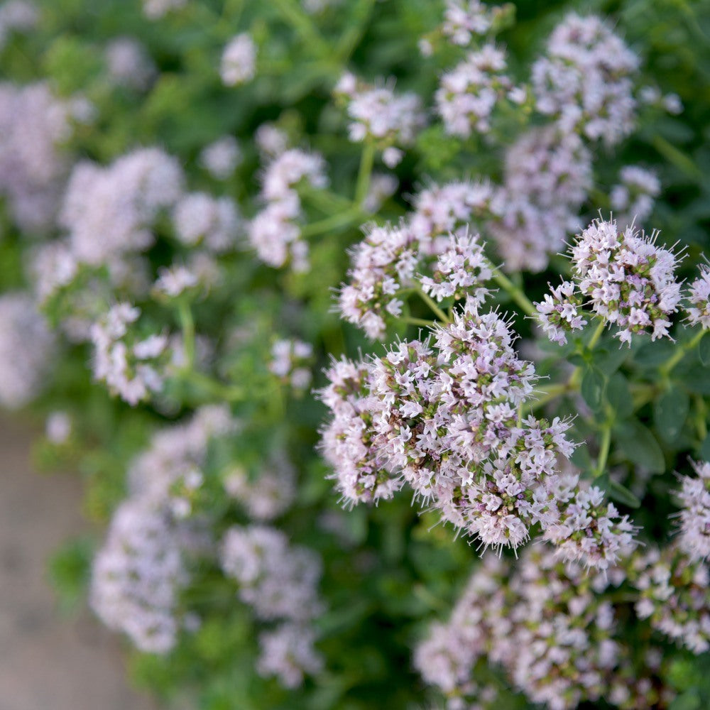 Marjoram Seeds – Botanical Interests