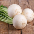 Turnip White Lady