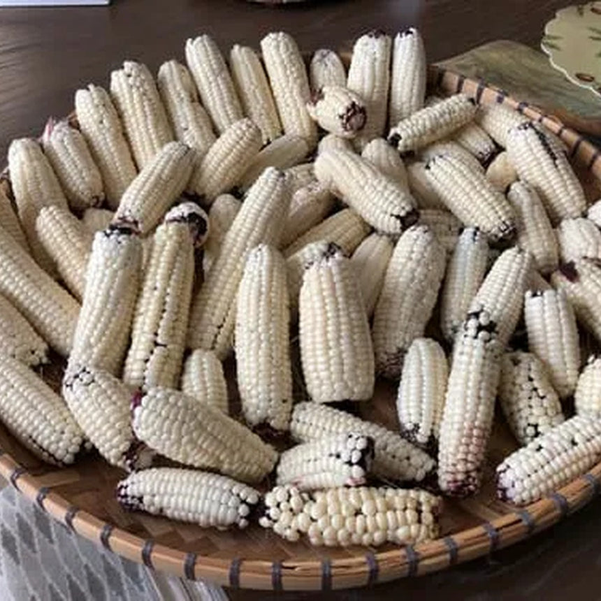 Martian Jewels Sweet Corn Seeds