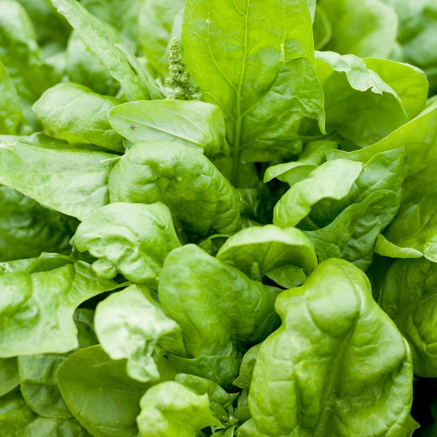 Matador Spinach Seeds
