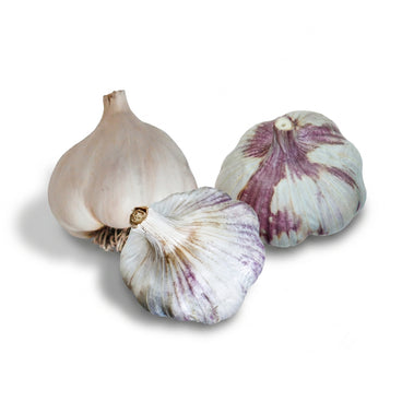 The Mild Winter Garlic Bundle (Zone 9)