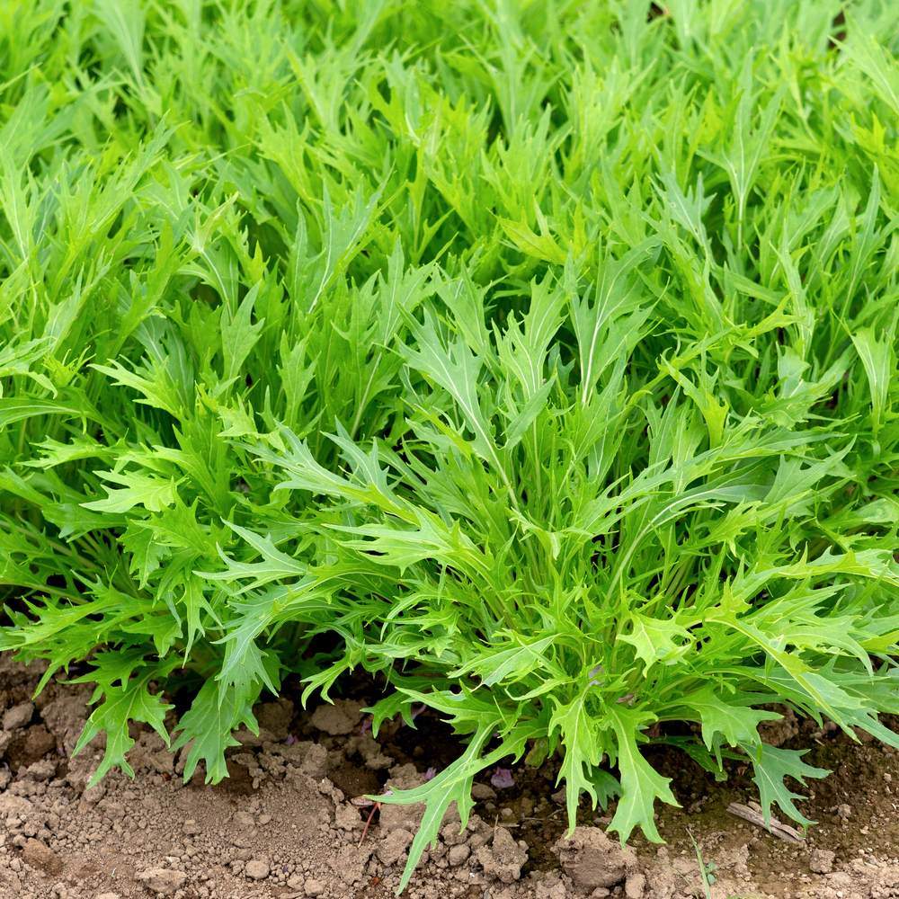 Mizuna Mustard Seeds – Botanical Interests