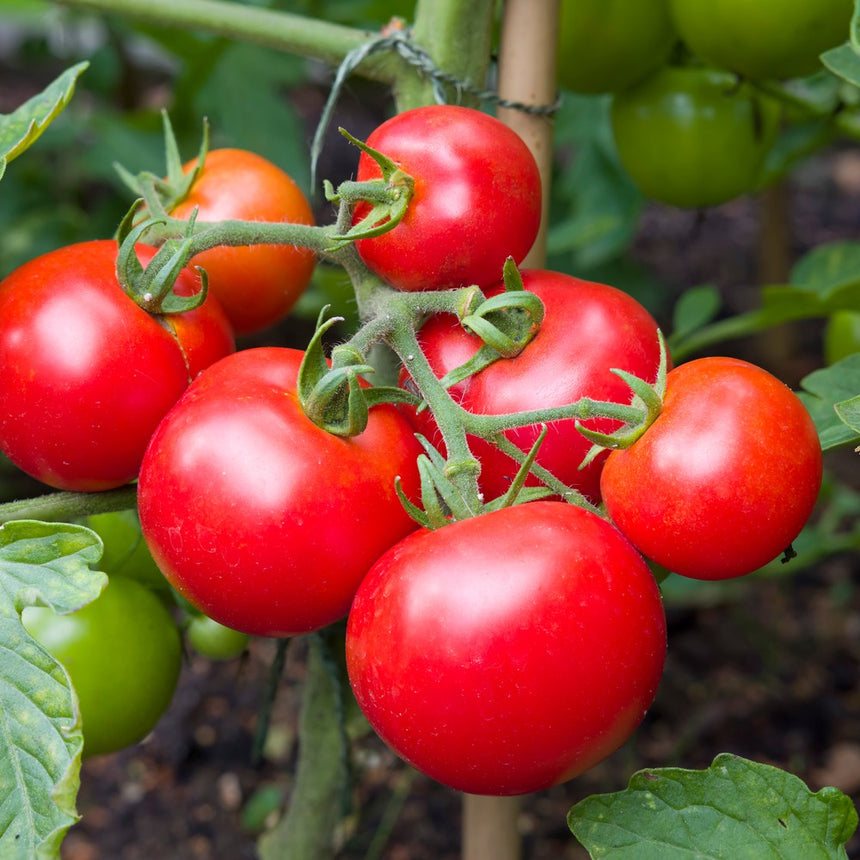 money maker tomato plant height Moneymaker Pole Tomato Seeds