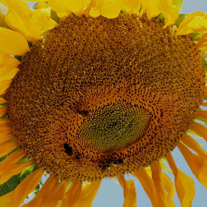 bulk giant sunflower seeds for planting Mongolian Giant Sunflower Seeds – Botanical Interests