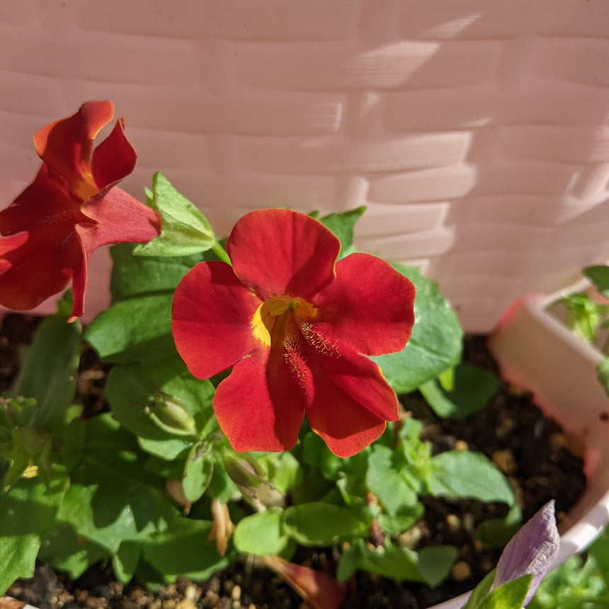 monkey flower seeds Magic Mix Monkey Flower Seeds