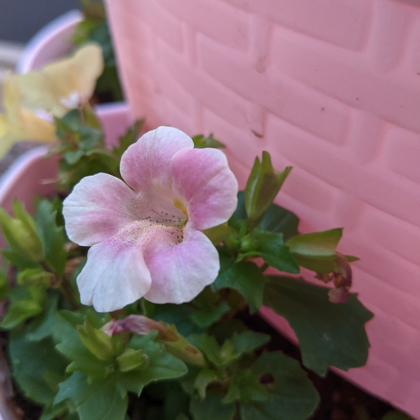 magic seed plant Magic Mix Monkey Flower Seeds