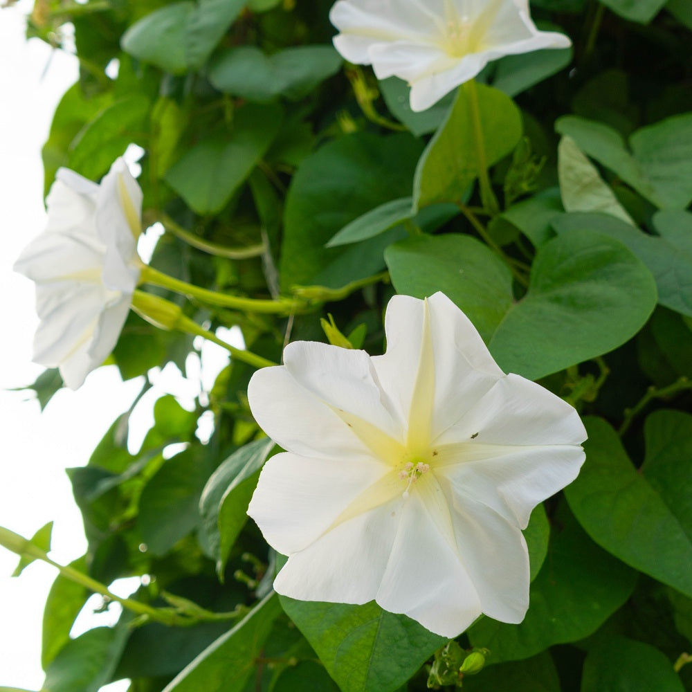 Moonflower Heirloom Seeds – Botanical Interests