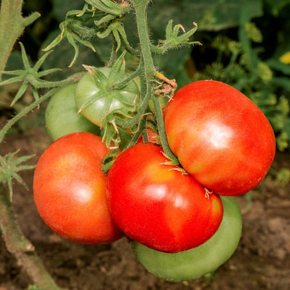 Moskvich Pole Tomato Seeds